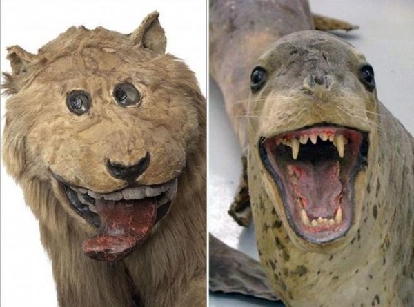 Funny Bad Taxidermy (26 pics)