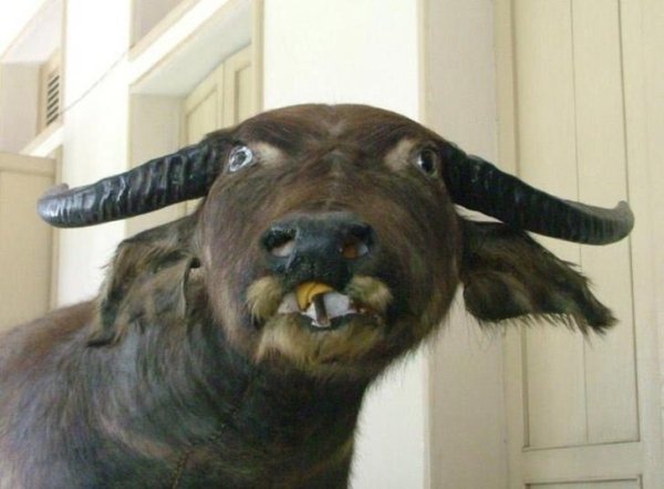 Funny Bad Taxidermy (26 pics)