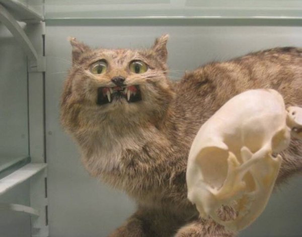 Funny Bad Taxidermy (26 pics)