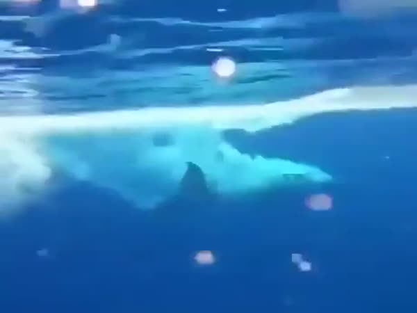 Whale Powering Up To The Surface And Breaching
