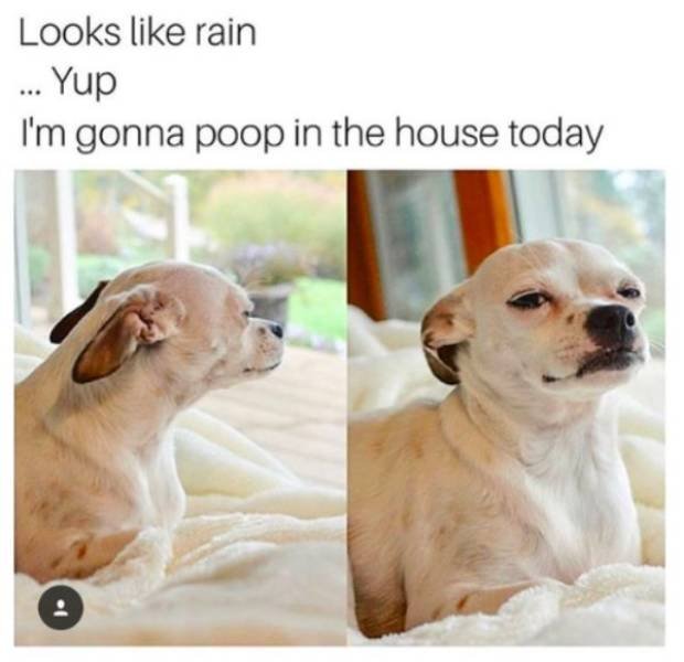 Dog Memes (30 pics)