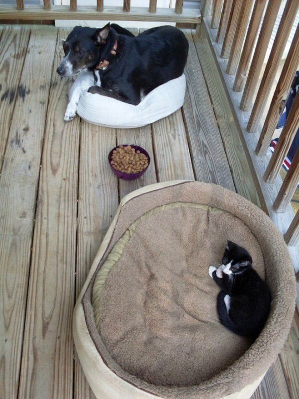 Cats Stealing Dog Beds (27 pics)