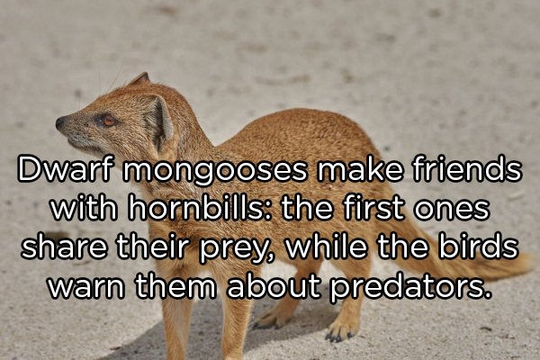 Interesting Facts About Animals (25 pics)