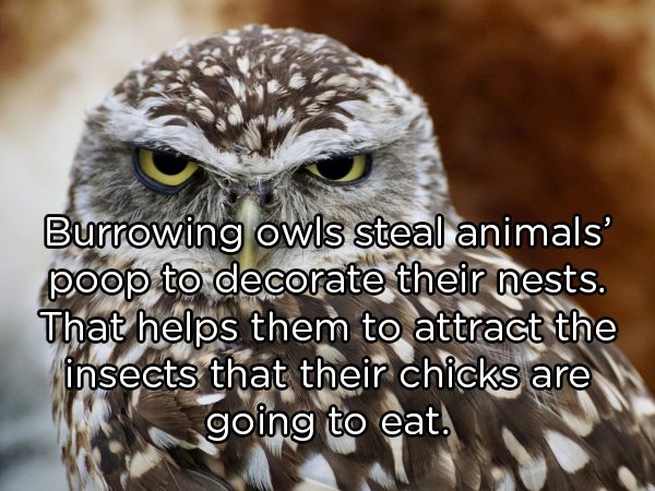 Interesting Facts About Animals (25 pics)