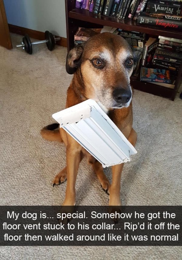 Dogs of Snapchat (30 pics)