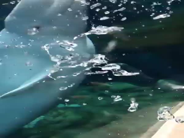 Get Pranked By A Beluga Whale