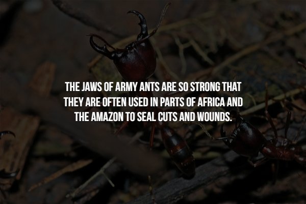 Creepy Facts About Insects (15 pics)
