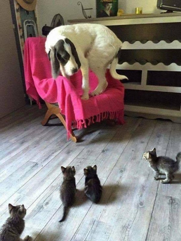 Cats Vs Dogs (26 pics)