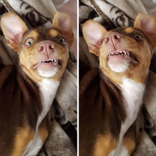 Dog Steals Grandma’s Dentures (6 pics)