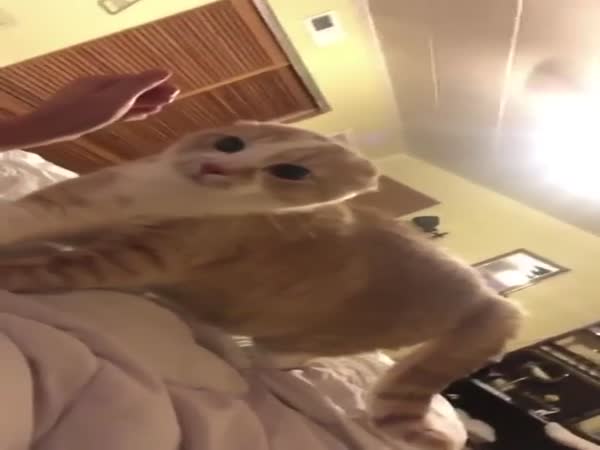 What Is Wrong With Your Face?!