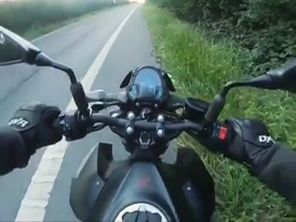 Scared Cat Gets Saved By Two French Guys