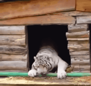 This Is What Fails Look Like (22 GIFs)