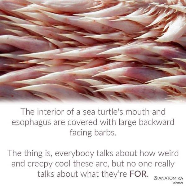 Why Sea Turtles Have Such Awful-Looking Mouths (7 pics)