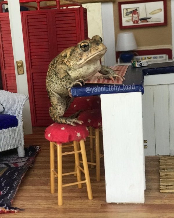 The Life Of Toby the Toad (30 pics)