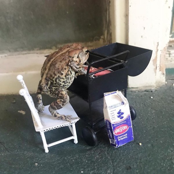 The Life Of Toby the Toad (30 pics)