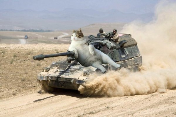 Military Equipment + Giant Cats (39 pics)