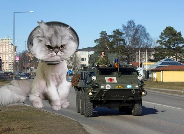 Military Equipment + Giant Cats (39 pics)