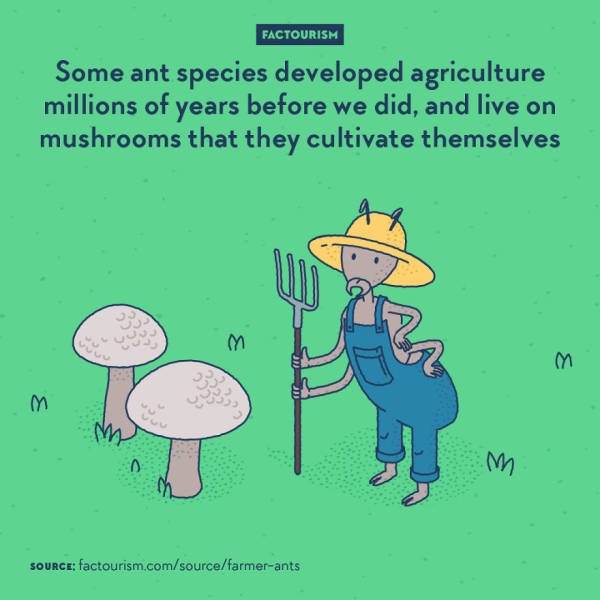 Illustrated Facts (52 pics)