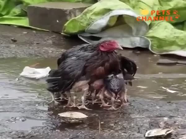 Moms Will Be Moms