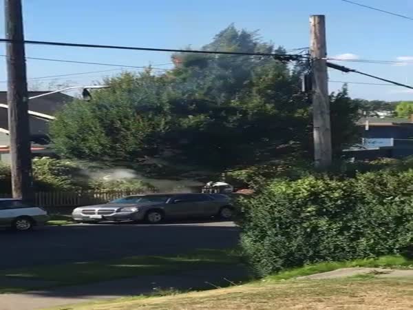 Tree Energy
