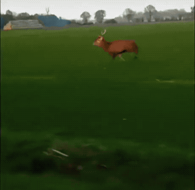 These Gifs Are 100% Wins (22 gifs)