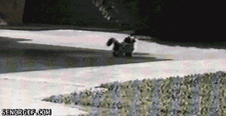 Funny And Surprising Endings Of GIFs (18 gifs)