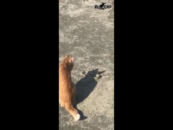 Fearless Cat