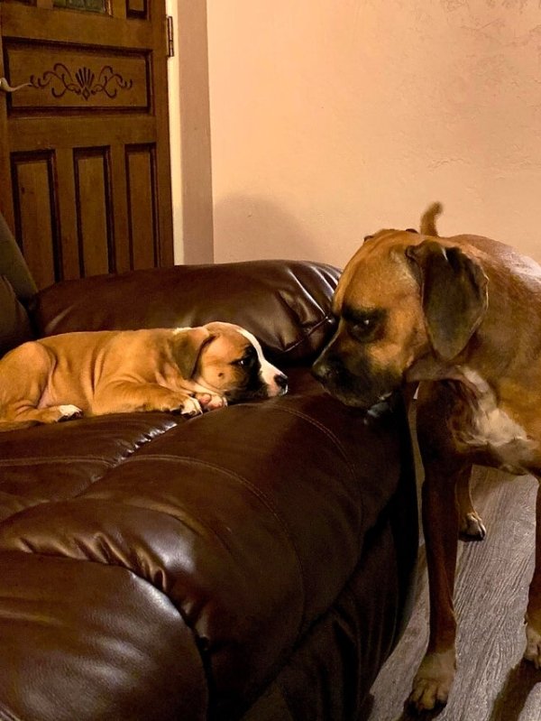 Puppies And Their Big Friends (32 pics)