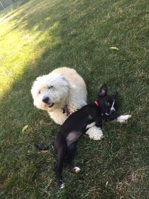 Puppies And Their Big Friends (32 pics)