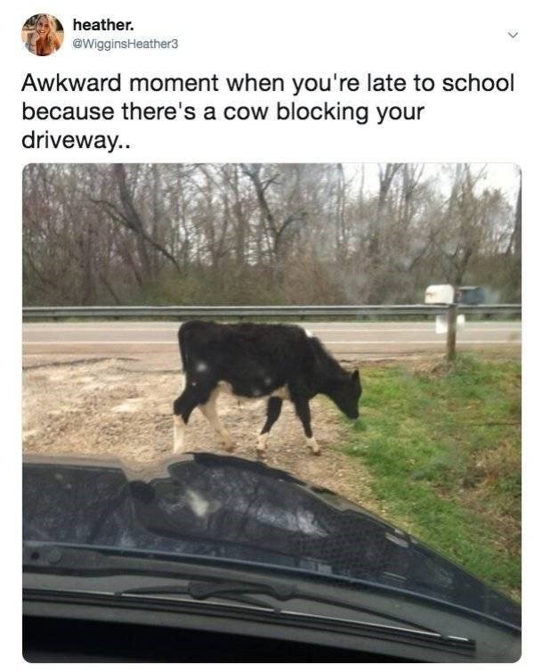 Countryside Memes (39 pics)