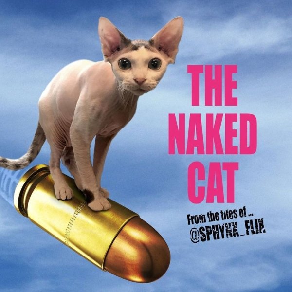 Cat Parodies Of Famous Films (31 pics)