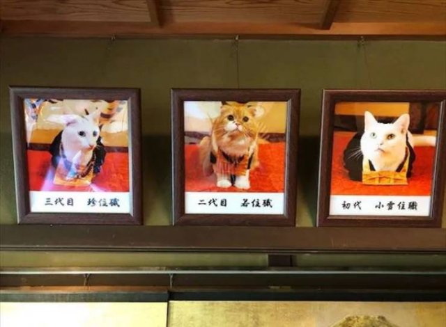 Cat Shrine In Japan (30 pics)