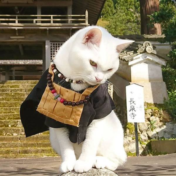 Cat Shrine In Japan (30 pics)