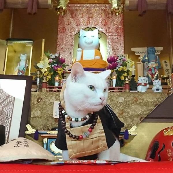 Cat Shrine In Japan (30 pics)