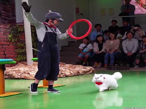 Cat Can Do It