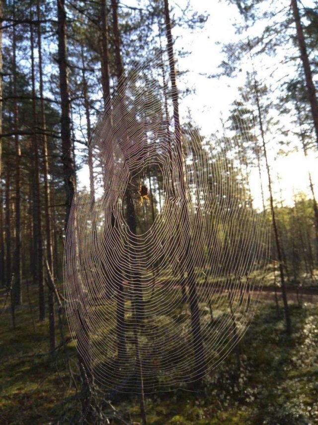 Acid Picdump. Part 1 (95 pics)