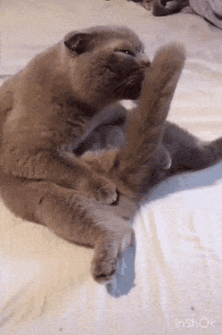 Acid Gifdump, October 18 (25 gifs)