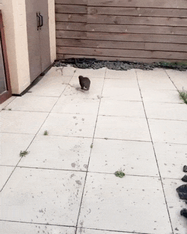Acid Gifdump, October 18 (25 gifs)