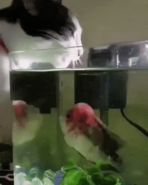 Acid Gifdump, October 18 (25 gifs)