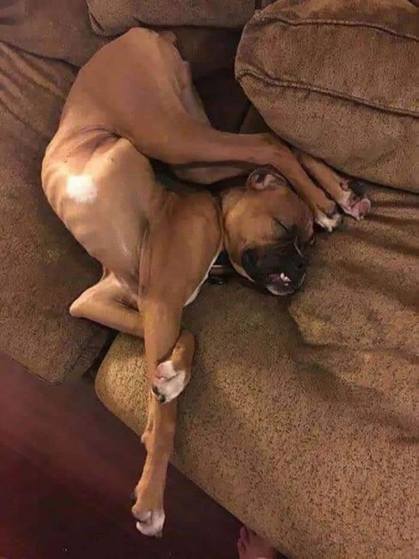 Dogs Can Sleep Everywhere (36 pics)