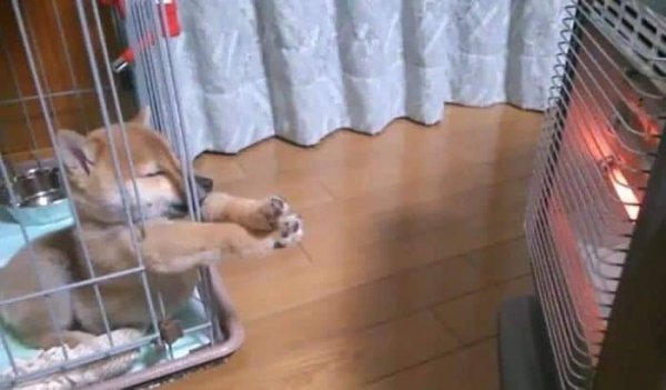 Dogs Can Sleep Everywhere (36 pics)