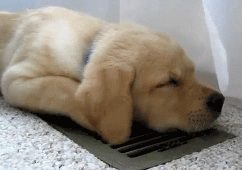 Dogs Can Sleep Everywhere (36 pics)