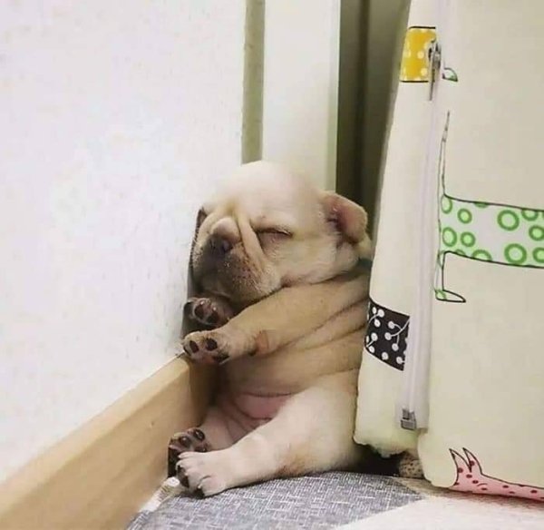 Dogs Can Sleep Everywhere (36 pics)