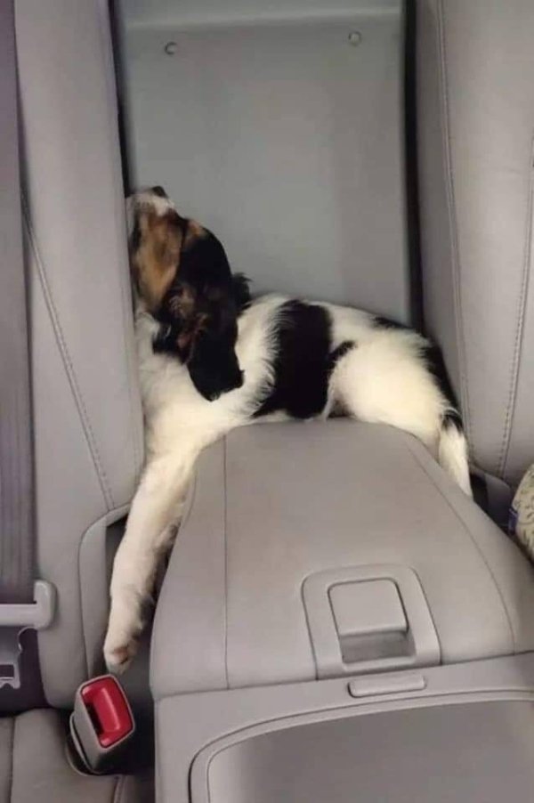 Dogs Can Sleep Everywhere (36 pics)