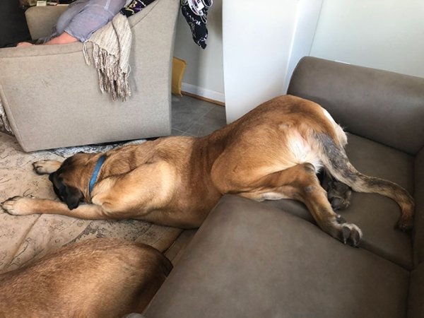 Dogs Can Sleep Everywhere (36 pics)