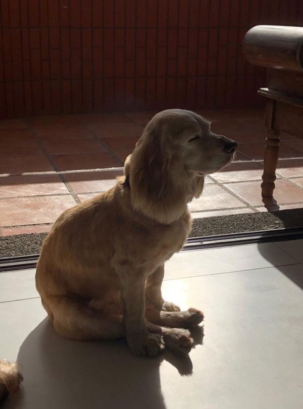 Dogs Can Sleep Everywhere (36 pics)