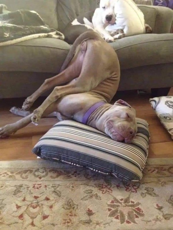 Dogs Can Sleep Everywhere (36 pics)