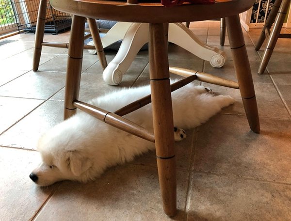 Dogs Can Sleep Everywhere (36 pics)