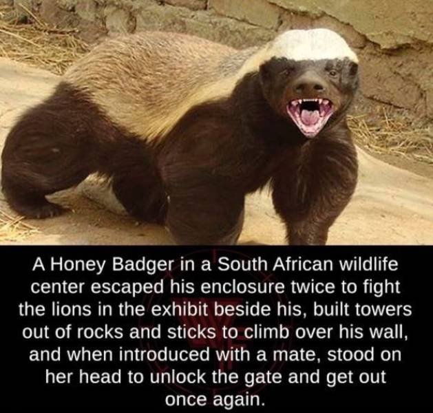 These Are Amazing! (26 pics)