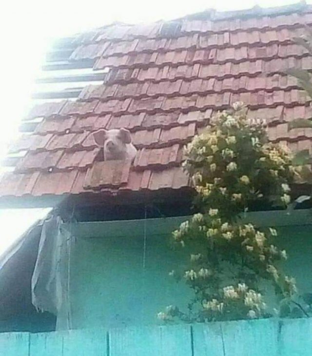 Acid Picdump. Part 1 (75 pics)